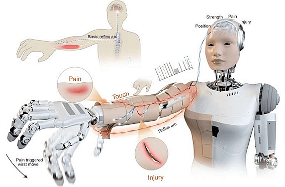 Une nouvelle peau robotique créée par des scientifiques chinois permet aux robots humanoïdes de ressentir la douleur et de réagir instantanément, en imitant la façon dont notre système nerveux traite le toucher